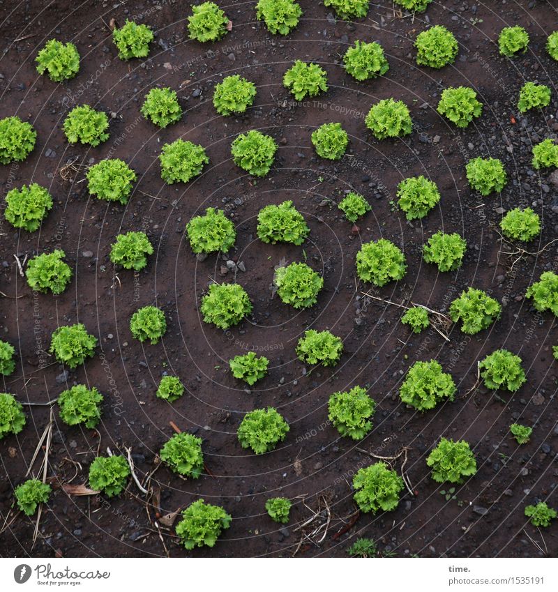 überwacht | Kleingartenordnung Lebensmittel Salat Salatbeilage Ernährung Vegetarische Ernährung Landwirtschaft Forstwirtschaft Erde Nutzpflanze Garten Feld