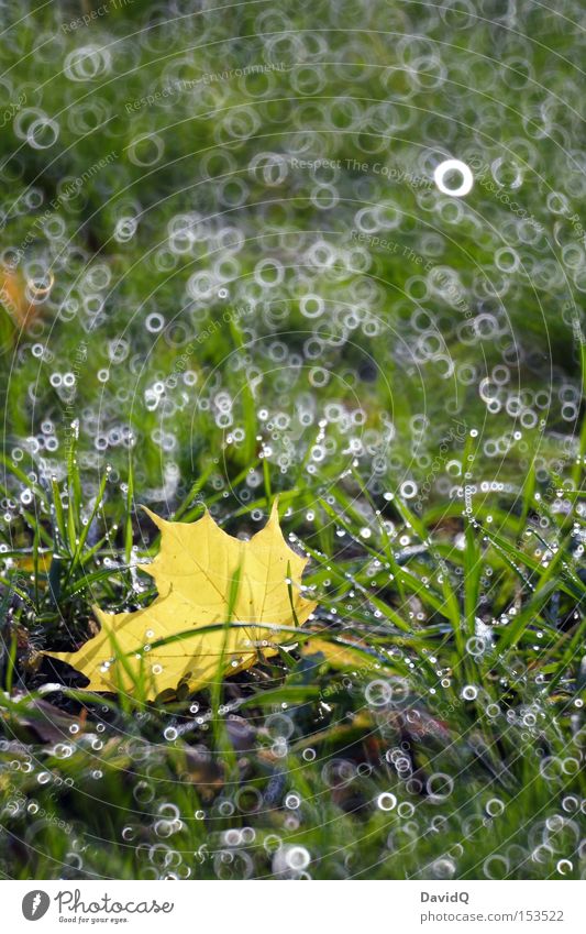 Laub Blatt Wiese Gras grün Tau Wassertropfen Herbst Unschärfe Spiegellinsenobjektiv (Effekt) Lichtkreis Lichtfleck