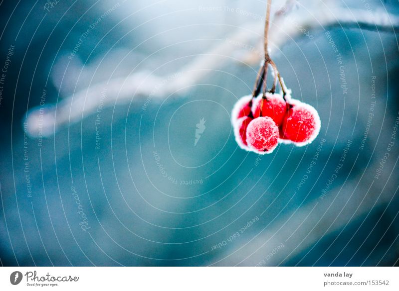 Beeren Winter Eis gefroren Natur Detailaufnahme rot Frucht Gift Schnee kalt frieren Hintergrundbild ungenießbar