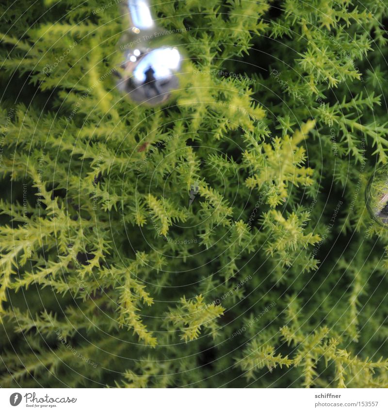 Eingeschmuggelt... Weihnachtsdekoration Christbaumkugel Konifere Pflanze grün hellgrün silber Zacken Spitze Tiefenschärfe Sträucher Reifezeit