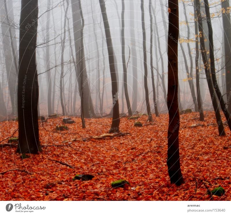 Rotlichtviertel Nebel Wald Baum Natur Landschaft Blatt rot braun Stimmung Herbst