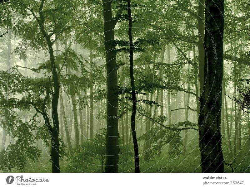 Wald Nebel Blatt mystisch ruhig Erholung Holz Urwald Märchen Zauberei u. Magie grün Gemälde Romantik Baum bezaubernd