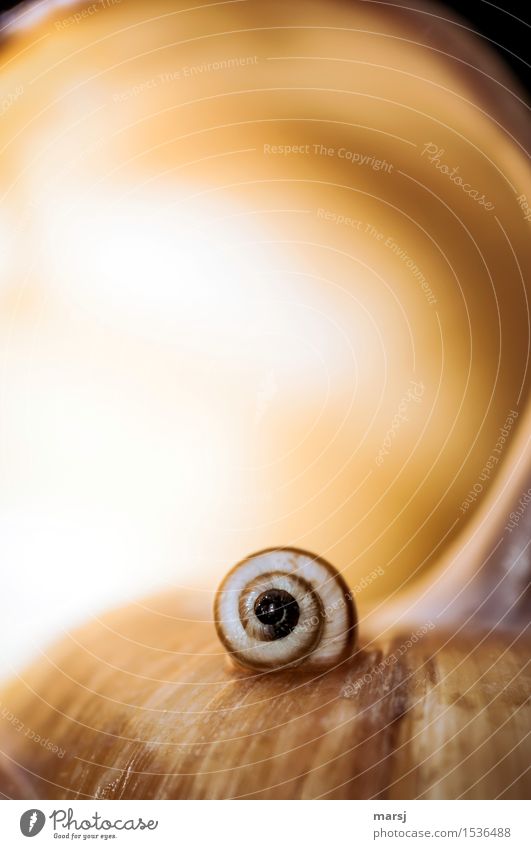 Nur so zum Vergleich Tier Schneckenhaus Windung Spirale klein niedlich vergleichen natürlich Farbfoto mehrfarbig Innenaufnahme Nahaufnahme Makroaufnahme