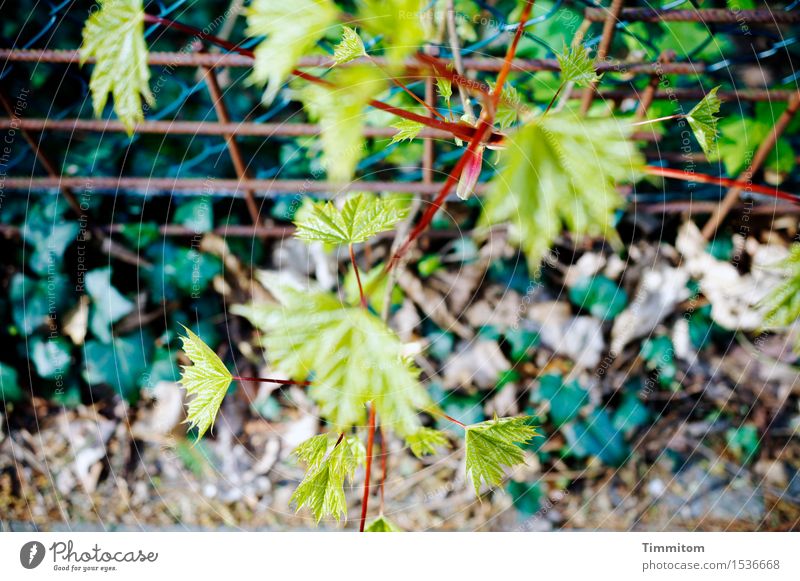 Experiment | Dieses Bild hier bringen. Umwelt Pflanze Efeu Wegrand Gitter Zaun Wachstum grün unordentlich schäbig Farbfoto Außenaufnahme Menschenleer Tag Licht