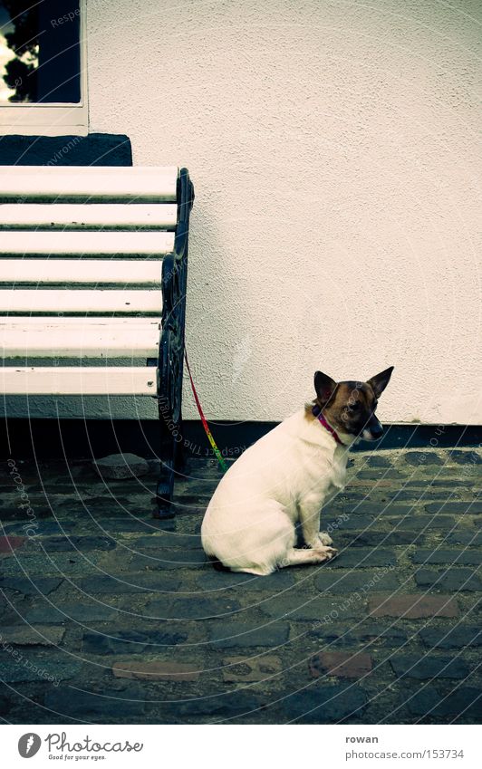 wartezeiten Hund warten Ausdauer Treue Bank Park Erwartung Trauer Blick Säugetier Seil geduldig Ungeduld Traurigkeit