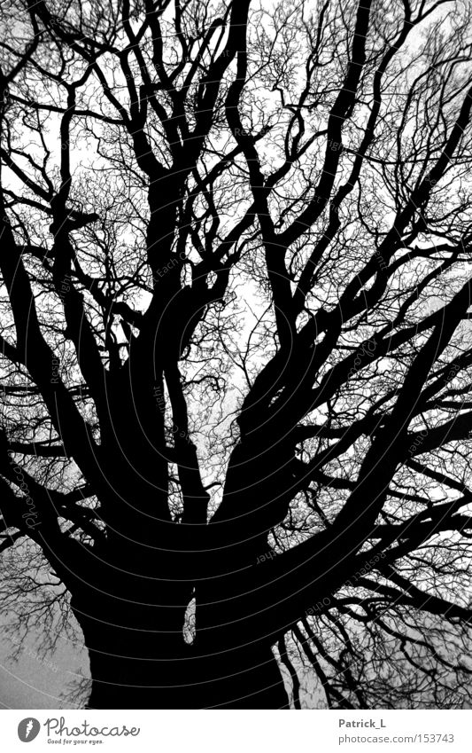 Netzwerk Baum Wald beeindruckend dunkel schwarz Dämmerung Kontrast verzweigt ruhig Trauer Vergänglichkeit Neugier Landschaft Schwarzweißfoto Vertrauen Winter
