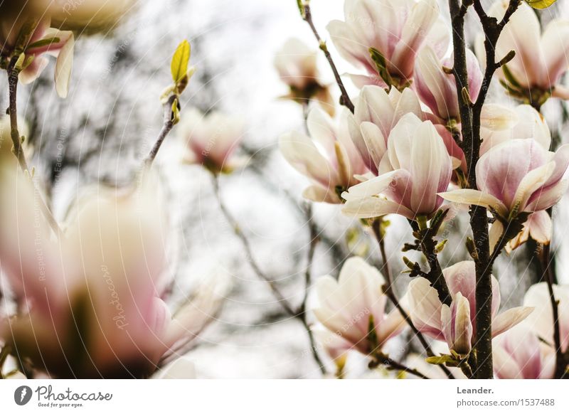 Frühling Umwelt Natur Pflanze Freude Lebensfreude Blume Blüte Magnoliengewächse Glück Frühjahr Baum Farbfoto mehrfarbig Außenaufnahme Detailaufnahme
