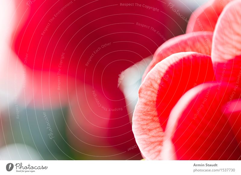 Rose Stil Design schön Gesundheit Wellness Leben harmonisch Sinnesorgane ruhig Duft Valentinstag Natur Pflanze Blühend Liebe ästhetisch Fröhlichkeit positiv