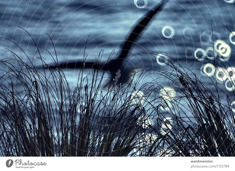 Möwe Gras Wasser See Meer Sommer Ferien & Urlaub & Reisen Kreis Unschärfe blau glänzend Vogel Küste Spiegellinsenobjektiv (Effekt) Silhouette Lichtkreis
