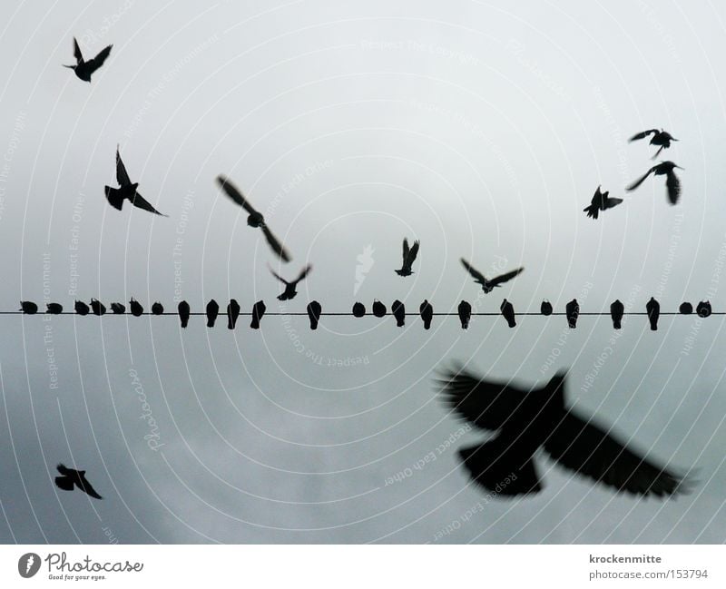 Wie ein Vogel auf dem Draht sitzen Pause Himmel Linie fliegen flattern Reihe Sitzreihe Leitung Kabel Flügel Taube Luftverkehr