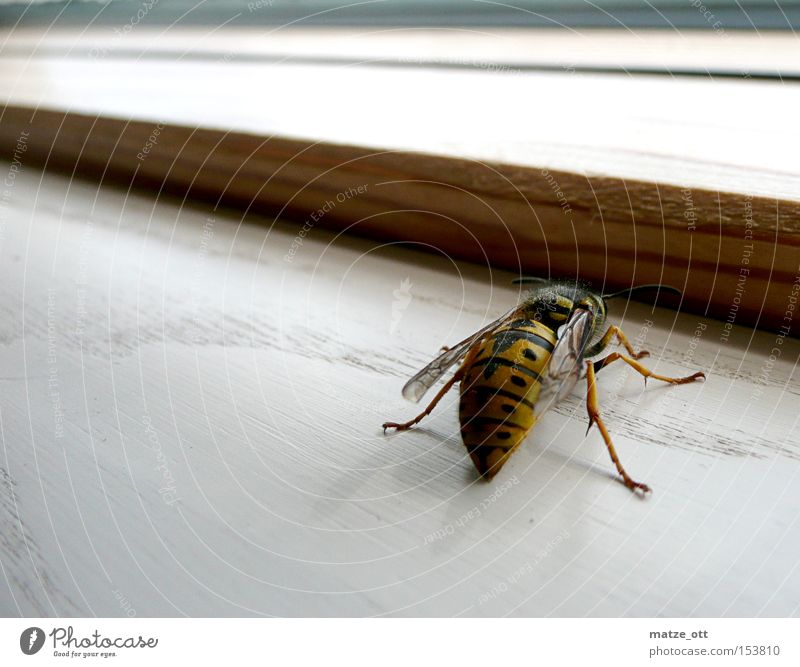 Wespe von hinten Wespen Biene Makroaufnahme Nahaufnahme Tier Insekt Stachel Fenster Taille Wespentaile