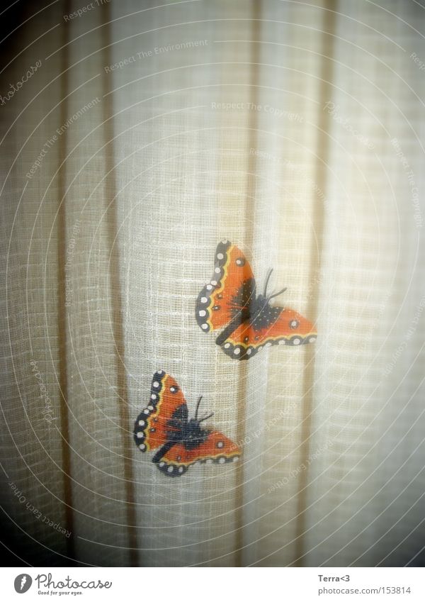 Butterfliege Schmetterling Doppelbelichtung Freude Kitsch Liebe Admiral Vorhang Schatten Insekt Tier Flugtier Frühling Sommer orange schön fliegen paarweise