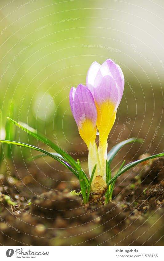 crocus. Umwelt Pflanze Erde Frühling Schönes Wetter Blume Gras Krokusse Garten Blühend braun gelb grün violett Lebensfreude Frühlingsgefühle Farbfoto