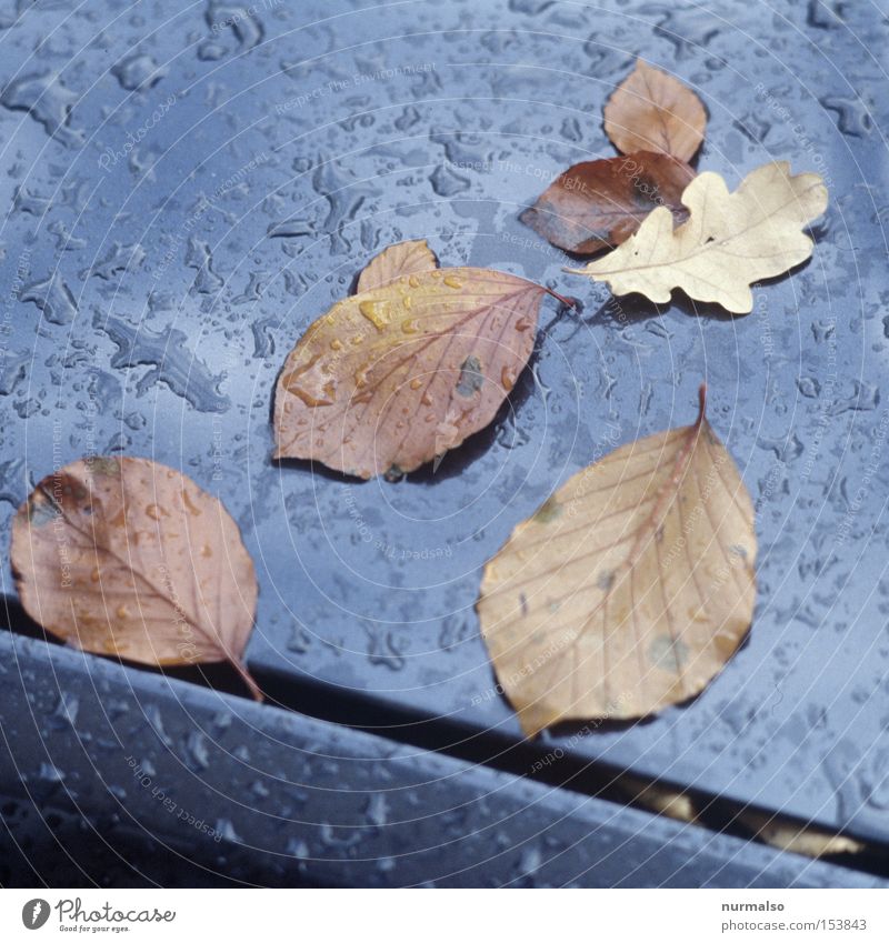 Herbstreste Blatt Buche Eiche Wassertropfen Tropfen Wagen Lack Spalte unheimlich Regen grau schwarz Am Rand Oktober Dia Filmmaterial Farbe