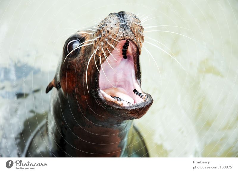 supergroßmaul Robben Tier Appetit & Hunger Gebiss Zahnarzt Schnauze Zoo Kopf Seehund Maul füttern Säugetier Wasser