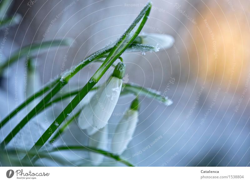 Frostige Wärme, Schneeglöckchen im Abendlicht elegant Natur Pflanze Luft Wassertropfen Sonne Winter Schönes Wetter Blatt Blüte Garten beobachten Blühend Fitness