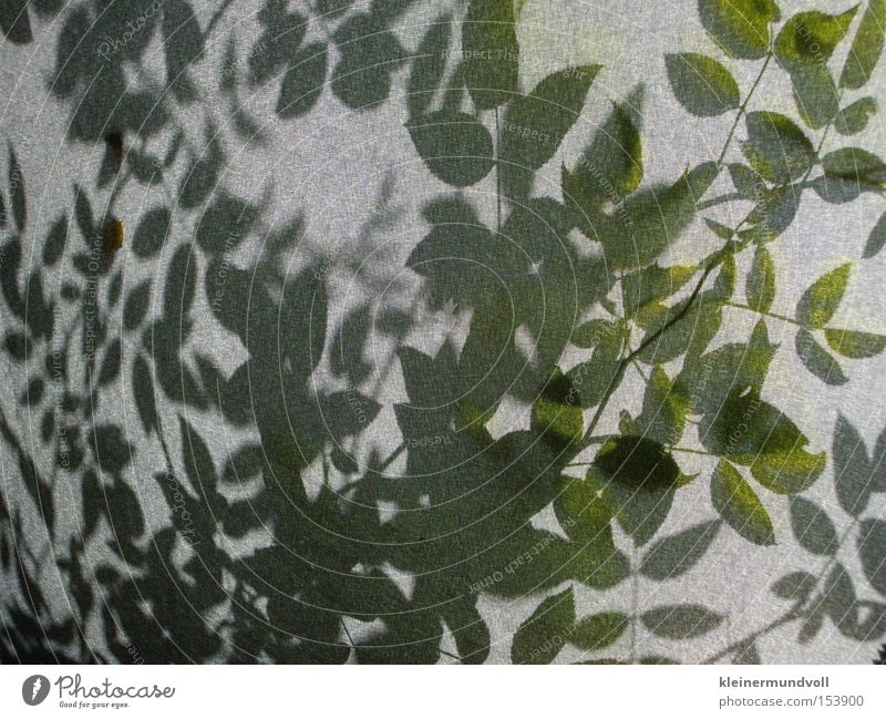 Waldsterben Schatten Silhouette Pflanze Sträucher Stoff grau grün Natur