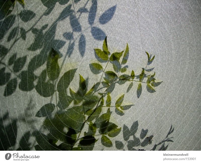 Hinter der Schattenwand Silhouette Pflanze Sträucher Stoff grau grün Natur