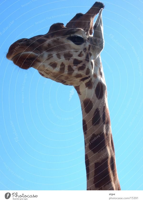 Giraffe Wildnis Zoo Tier Himmel Hals