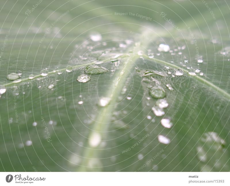 morgentau Blatt Palme Wassertropfen Urwald Makroaufnahme Seil