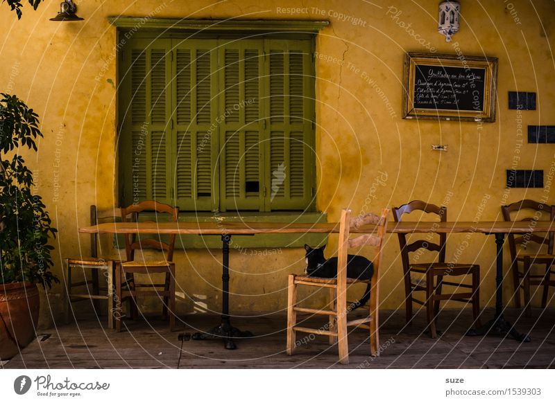 Frag doch die Katze Stuhl Tisch Restaurant Wärme Fenster Tier alt Gefühle Stimmung Zufriedenheit Gastfreundschaft Gelassenheit ruhig Pause Zeit Frankreich