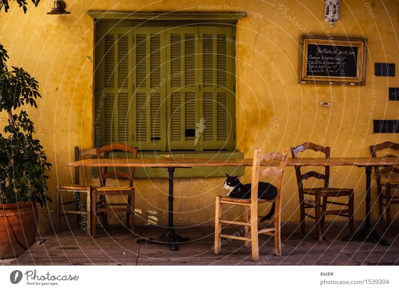 Kurz nach Mittag Stuhl Tisch Restaurant Wärme Fenster Tier Katze 1 alt Gefühle Stimmung Zufriedenheit Gastfreundschaft Gelassenheit ruhig Pause Zeit Frankreich