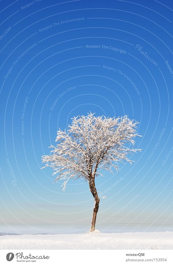 Wintertag. Schönes Wetter schön Schnee Baum einzeln Einsamkeit Winterurlaub gefroren Kraft blau weiß Qualität