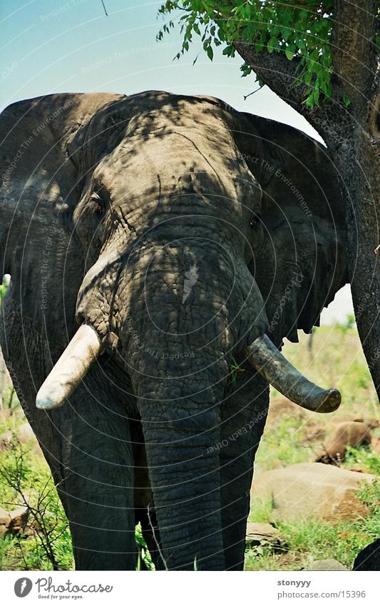 Elefant Afrika Krüger Nationalpark Safari Grau