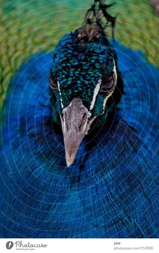 royal blue Pfau blau Vogel Feder Kopf Auge Tier schön ästhetisch Makroaufnahme Nahaufnahme Stolz Blick Schnabel Geflieder