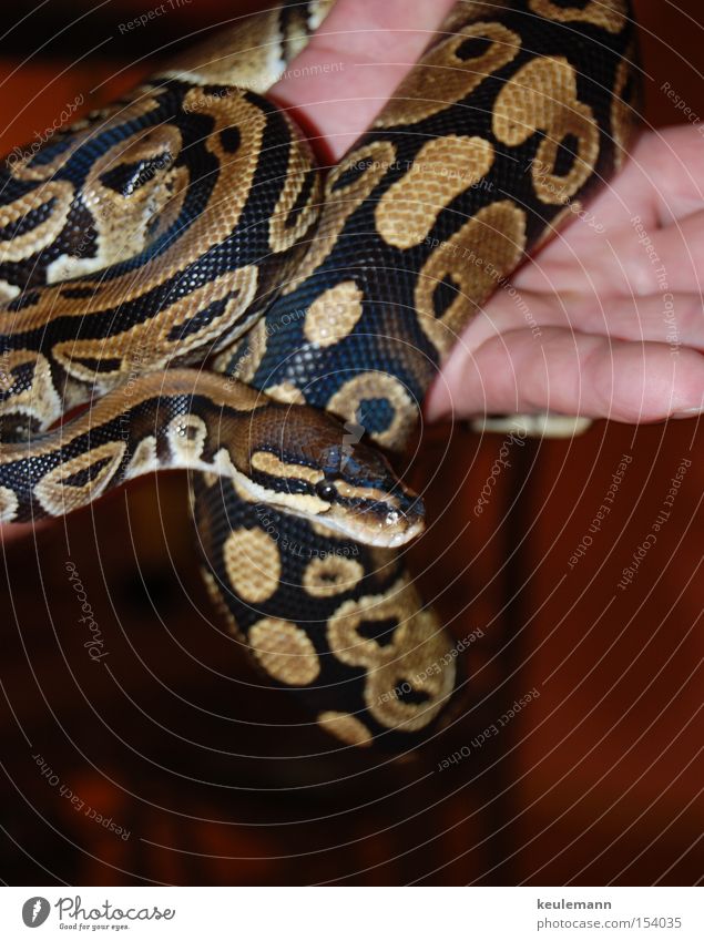 Die Schlange gefährlich glänzend clever Tier bedrohlich Geschicklichkeit Farbe Bewegung