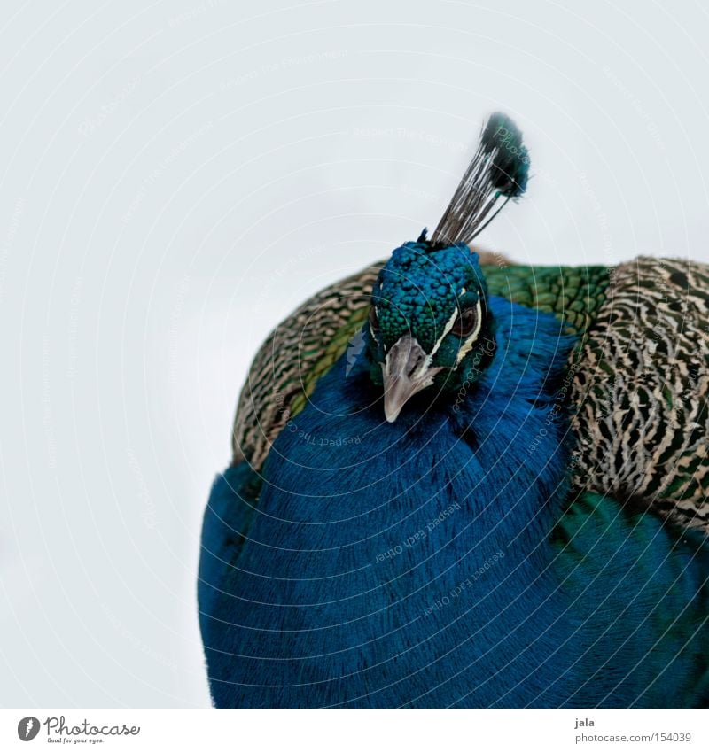pavo cristatus II Pfau blau Vogel Feder Kopf Auge Tier schön ästhetisch Schnee Stolz Blick Schnabel Winter Geflieder
