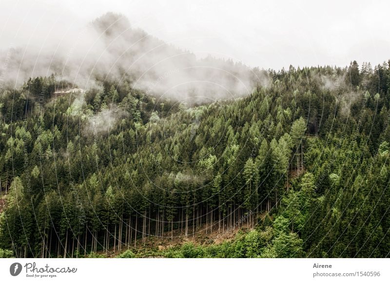 düstere Zeiten Landschaft schlechtes Wetter Nebel Baum Nadelbaum Tanne Fichtenwald Wald Hügel Berge u. Gebirge Nadelwald Bergwald bedrohlich dunkel trist