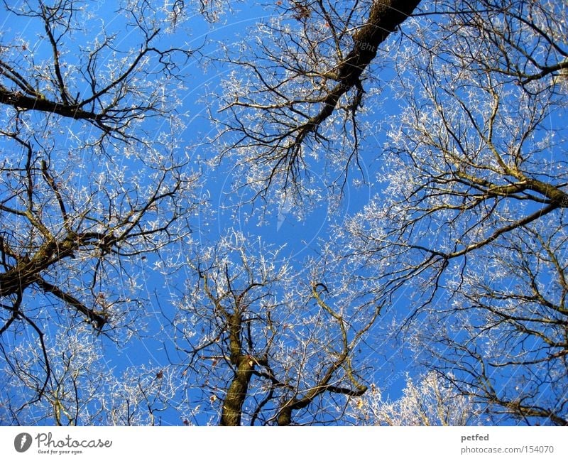 Frostkronen Winter Baum Eis Schnee Himmel blau Wald kalt Zweig Ast Natur hoch oben