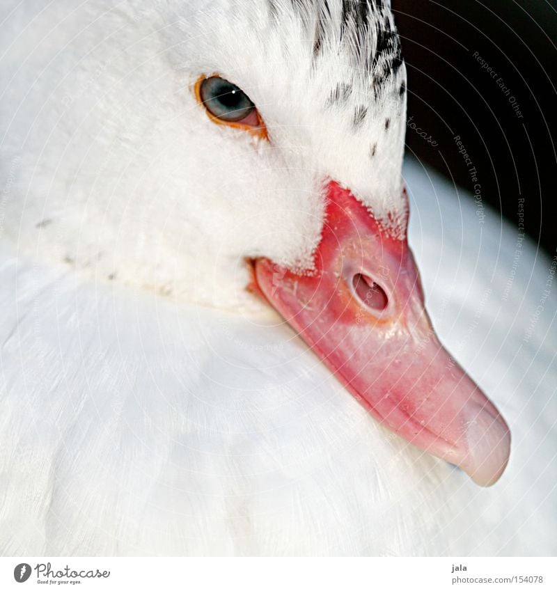 charlotta Ente weiß schön Kopf Schnabel Auge Feder Tier Vogel Makroaufnahme Nahaufnahme zutraulich