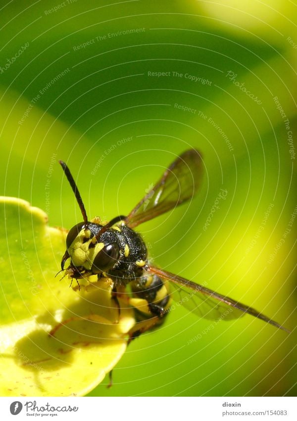 Mimikry - Schwebfliege (Syrphidae) Insekt Facettenauge Flügel Fühler Blatt Natur Makroaufnahme Schweben fliegen Täuschung vorgaukeln Mundwerkzeug Chitin