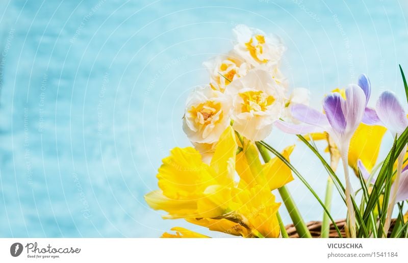 Frühlingsblumen auf türkis blauem Hintergrund Stil Design Garten Dekoration & Verzierung Muttertag Ostern Geburtstag Natur Pflanze Blume Blatt Blüte