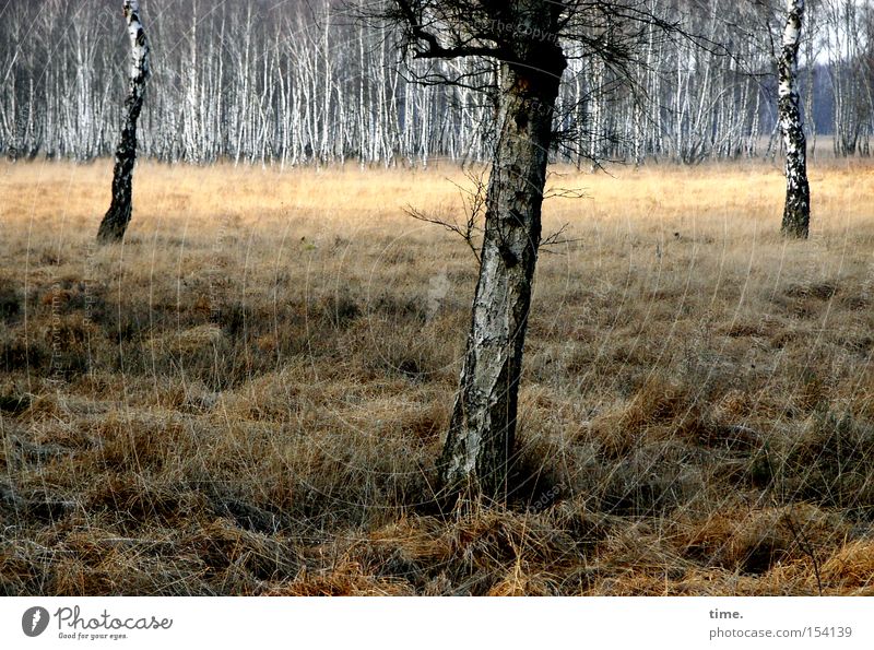 Vereinsvorstand Winter Pflanze Baum Gras Moor Sumpf Holz alt Gefühle Natur Netzwerk Umwelt Umweltschutz Verfall Vergänglichkeit Birke 3 feucht Wäldchen mehrere