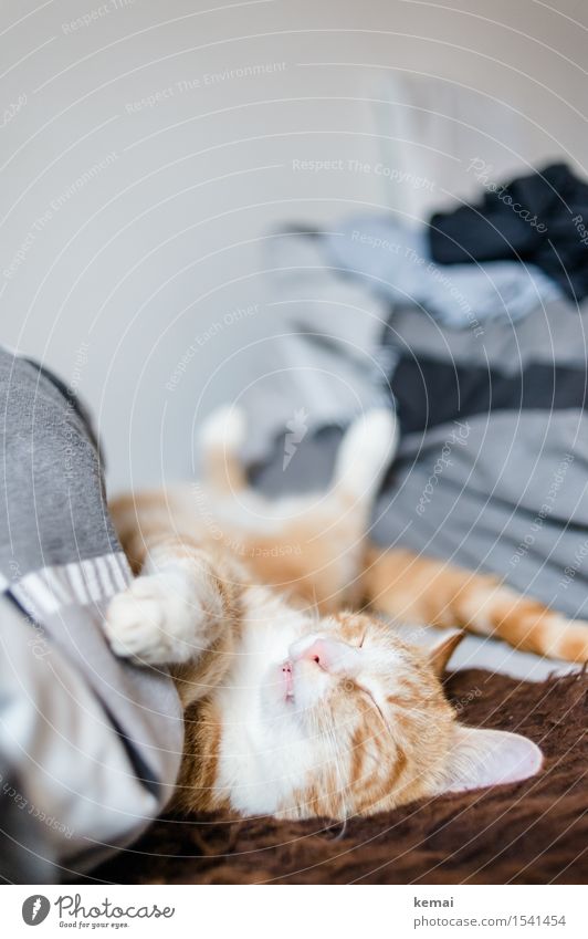 Catcontent | Dornröschen Häusliches Leben Wohnung Bett Schlafzimmer Haustier Katze Tiergesicht Fell Pfote 1 Erholung liegen schlafen träumen niedlich