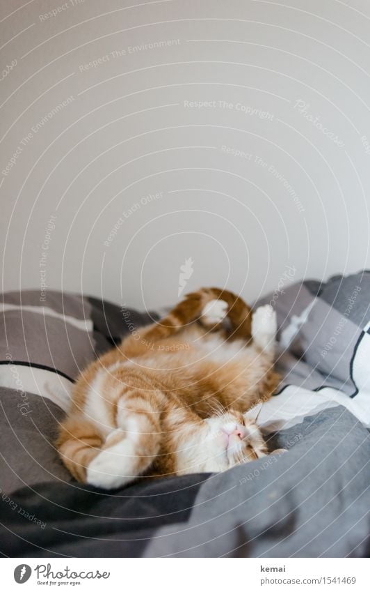 Wake me up in April II harmonisch Wohlgefühl Zufriedenheit Erholung Häusliches Leben Wohnung Bett Schlafzimmer Bettdecke Tier Haustier Katze Fell Pfote 1 liegen