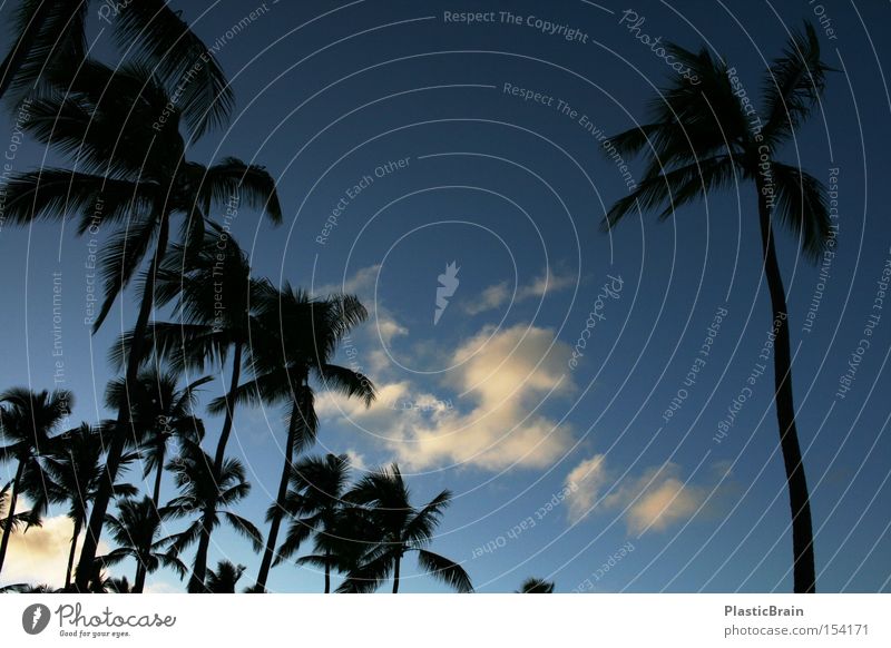 Einsamkeit Palme Gegenlicht Himmel blau tropisch Wolken Silhouette Blauer Himmel aufwärts Froschperspektive himmelwärts Dämmerung