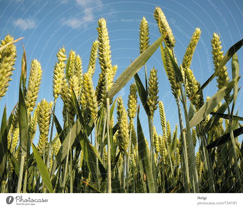 Kornfeld mit unreifen Weizenähren vor blauem Himmel Farbfoto Außenaufnahme Menschenleer Tag Froschperspektive Getreide Ernährung Bioprodukte Natur Pflanze