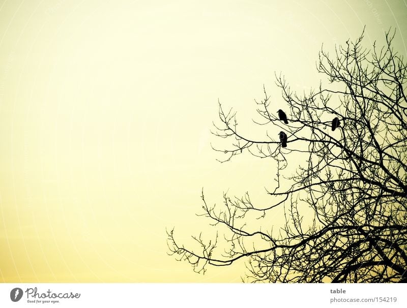 Pole-Position Baum Rabenvögel Krähe Vogel Mythologie sitzen Himmel Abend Winter kalt Gefühle Startplatz Hugin Munin fliegen