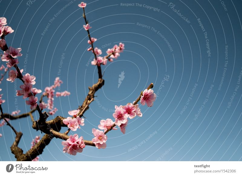 blüten Umwelt Natur Himmel Sonne Frühling Pflanze Baum Blüte Nutzpflanze Blühend genießen verblüht frisch rosa Optimismus Hoffnung Idylle Kirsche Kirschblüten