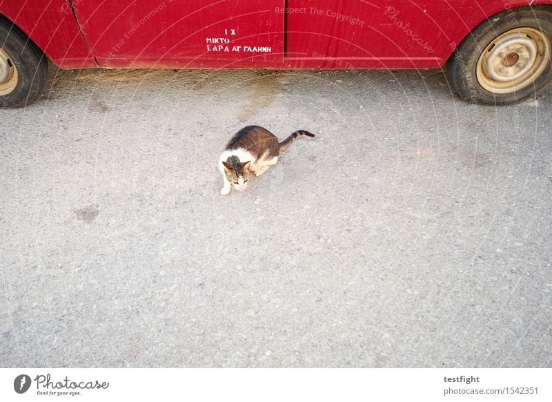 katzenfoto (das erste, einzige und letzte) Straße PKW Tier Haustier Wildtier Katze 1 hören Jagd Blick warten rot Mitgefühl achtsam Wachsamkeit Neugier Farbfoto