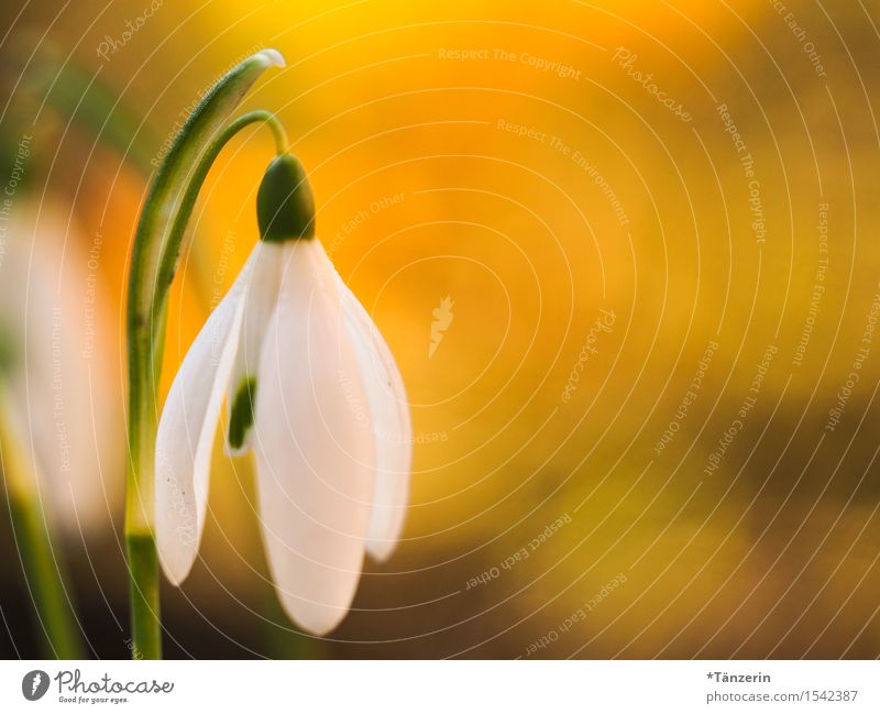 Frühlingserwachen Natur Pflanze Sonnenlicht Schönes Wetter Blume Schneeglöckchen Garten sportlich Fröhlichkeit frisch natürlich positiv schön gelb weiß Farbfoto