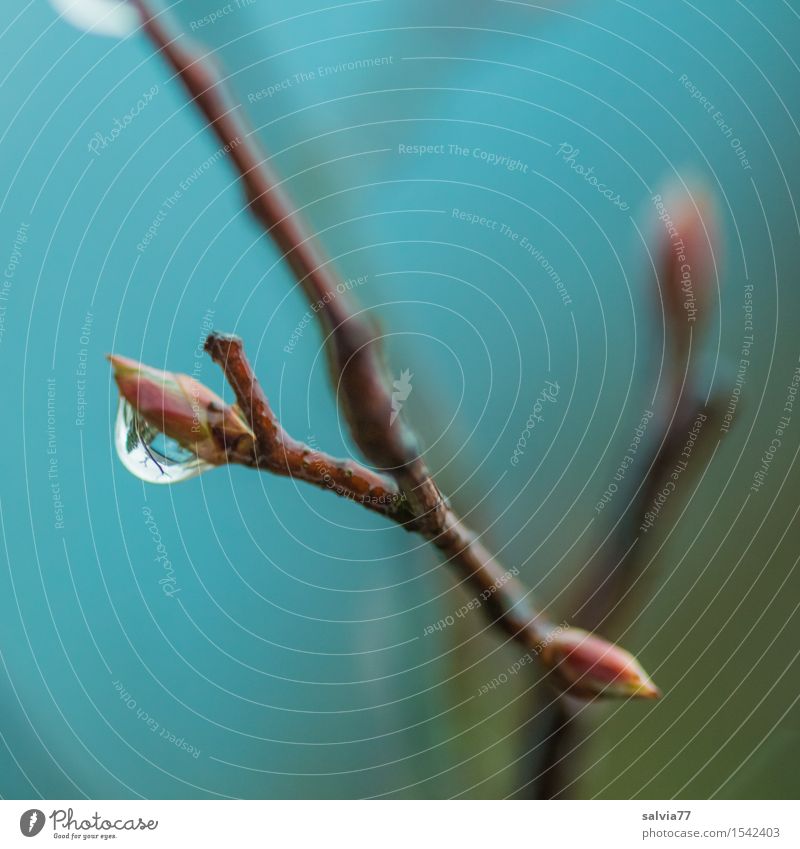 Tropfen Umwelt Natur Pflanze Wassertropfen Herbst Baum Sträucher Zweig berühren klein nass blau Glaube Einsamkeit Leichtigkeit türkis Blattknospe Farbfoto