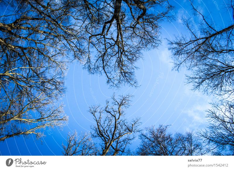 blaumachen | dem Rauschen lauschen Umwelt Natur Pflanze Himmel Wolkenloser Himmel Frühling Herbst Klima Wetter Schönes Wetter Baum Wald beobachten Erholung