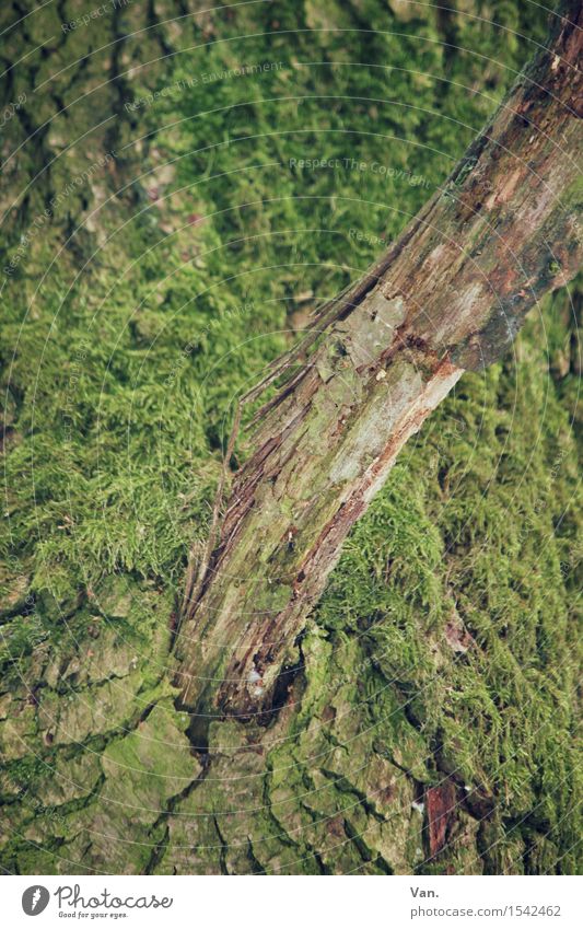 aus der Mitte entspringt ein Ast Natur Pflanze Baum Moos Baumstamm Baumrinde natürlich braun grün Holz trocken Wachstum Farbfoto mehrfarbig Außenaufnahme