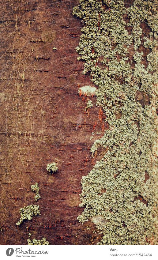 gespaltene Persönlichkeit Natur Pflanze Herbst Baum Moos Baumstamm Flechten braun grün Baumrinde Holz Farbfoto Gedeckte Farben Außenaufnahme Nahaufnahme