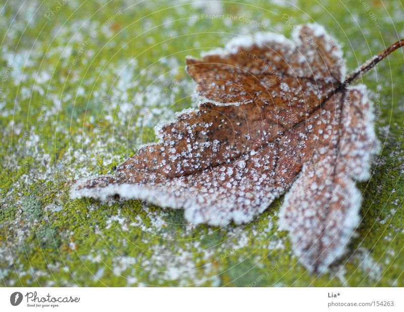 frozen Nahaufnahme Makroaufnahme Winter Schnee Herbst Eis Frost Blatt frieren kalt gefroren Kristallstrukturen